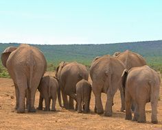 A group of elephant leave a waterhole in the Addo Elephant National Park in the Eastern Cape - South Africa.