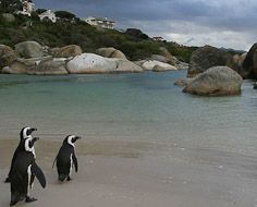 Penguins at Boulders Beach (Foxy section) in Simon's Town near Cape Town.