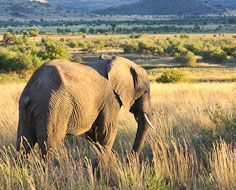 A lone elephant in Pilanesberg Game Reserve. The Reserve is located near to Sun City in South Africa.