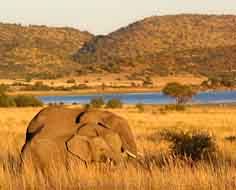 Three elephants grazing near Mankwe Dam in Pilanesberg Game Reserve. The Reserve is located near Sun City in South Africa's North-West Province.